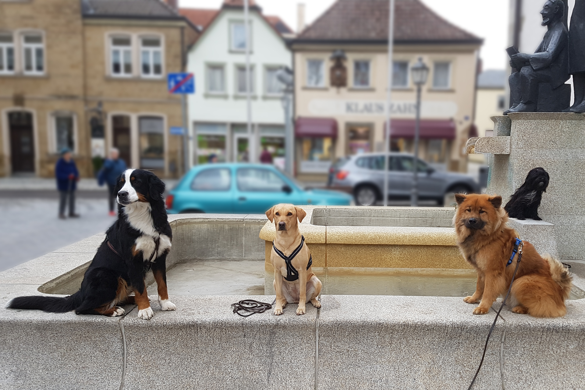 Hundeschule Schweinfurt Gruppentraining